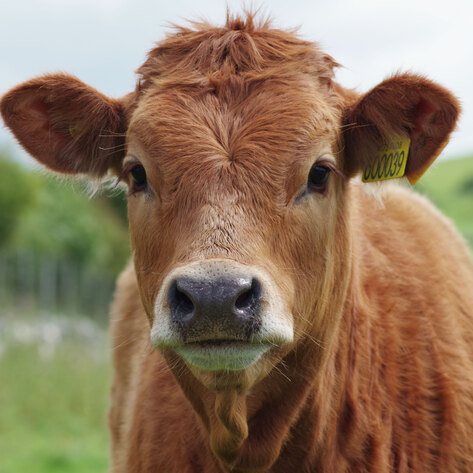 Popularity of Impossible Foods and Beyond Meat Is Saving 250,000 Animals Annually
