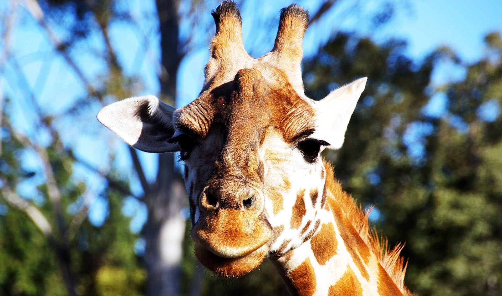 New York Becomes First State to Ban Sale of Giraffe Products