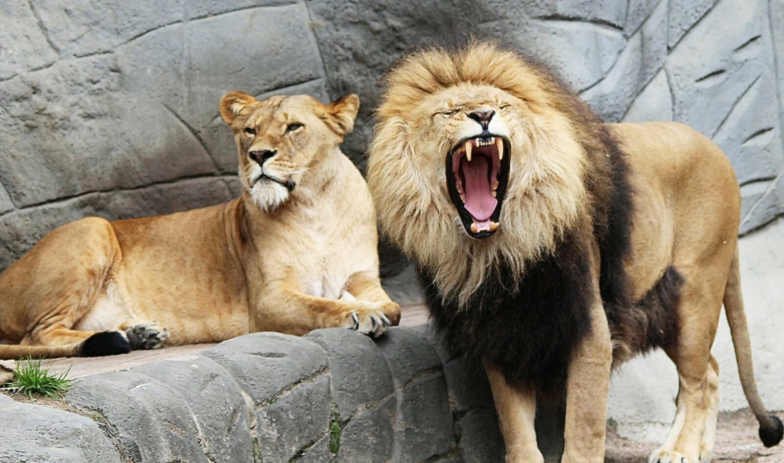 Millionaire Zoo Owner: “Parents Should Not Be Taking Their Kids to Zoos”