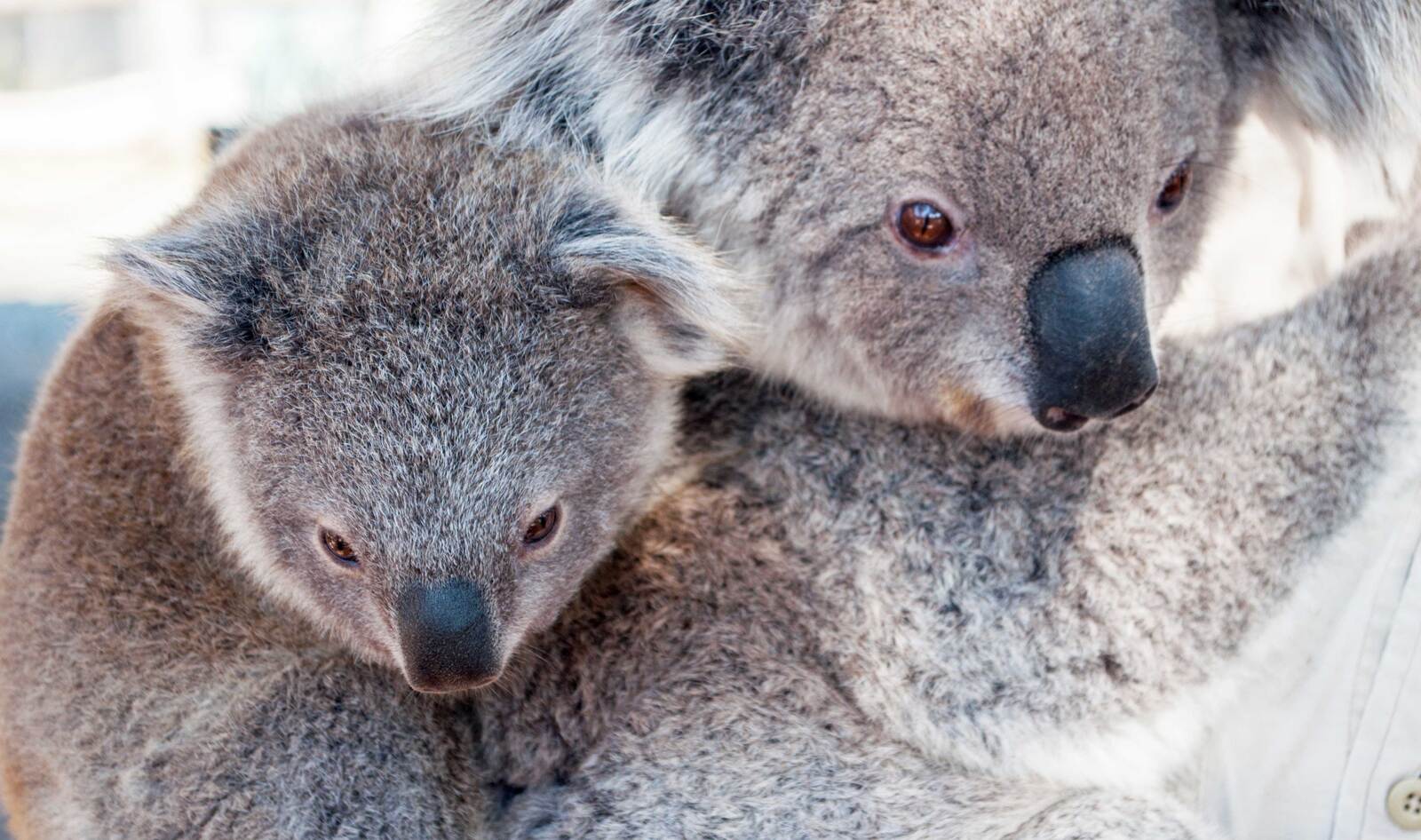 More than 480 Million Animals Perish in Australia’s Wildfires