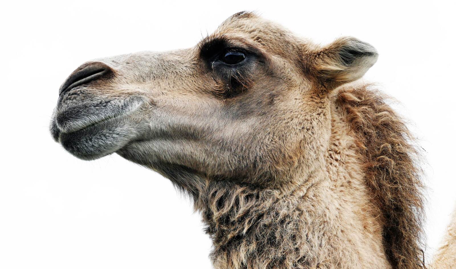 More Than 10,000 Camels to Be Killed by Snipers in Australia for Drinking Too Much Water