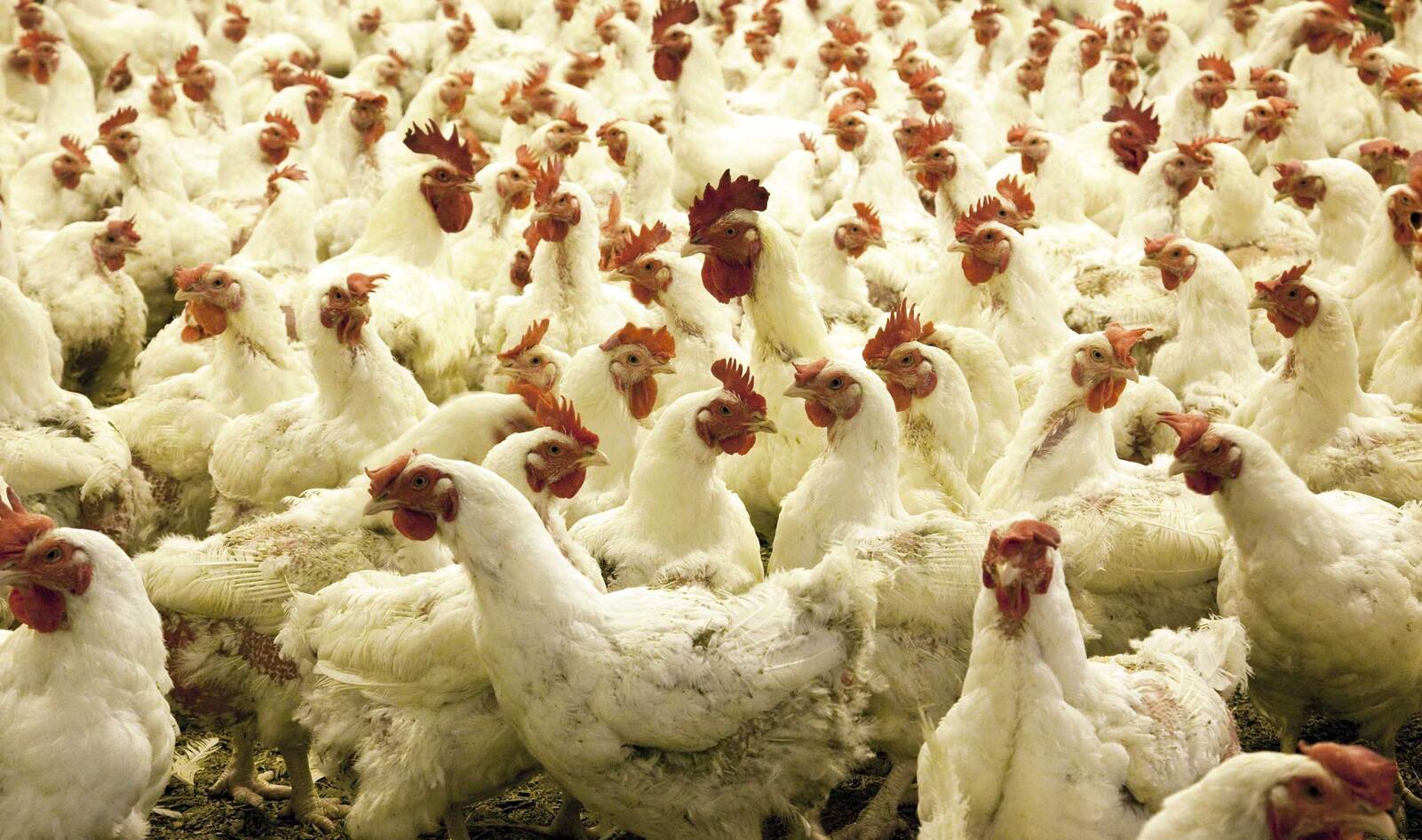 Mercy For Animals Convinces Popeyes to Agree to Better Chicken Welfare Standards