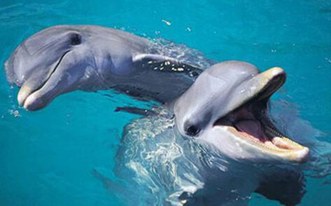 The Cove Becomes a Series