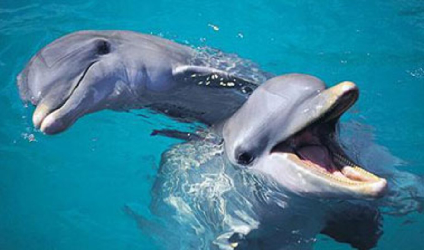 Peruvian Fisherman Documented Killing Dolphins