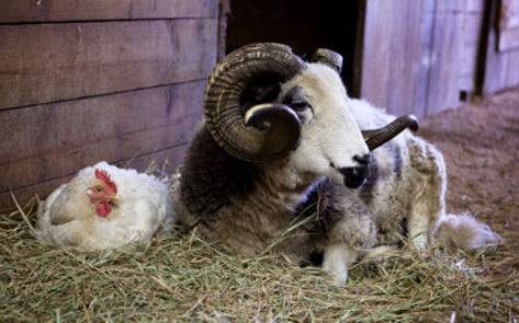 Meet 4 Happy Rescues from Catskill Animal Sanctuary