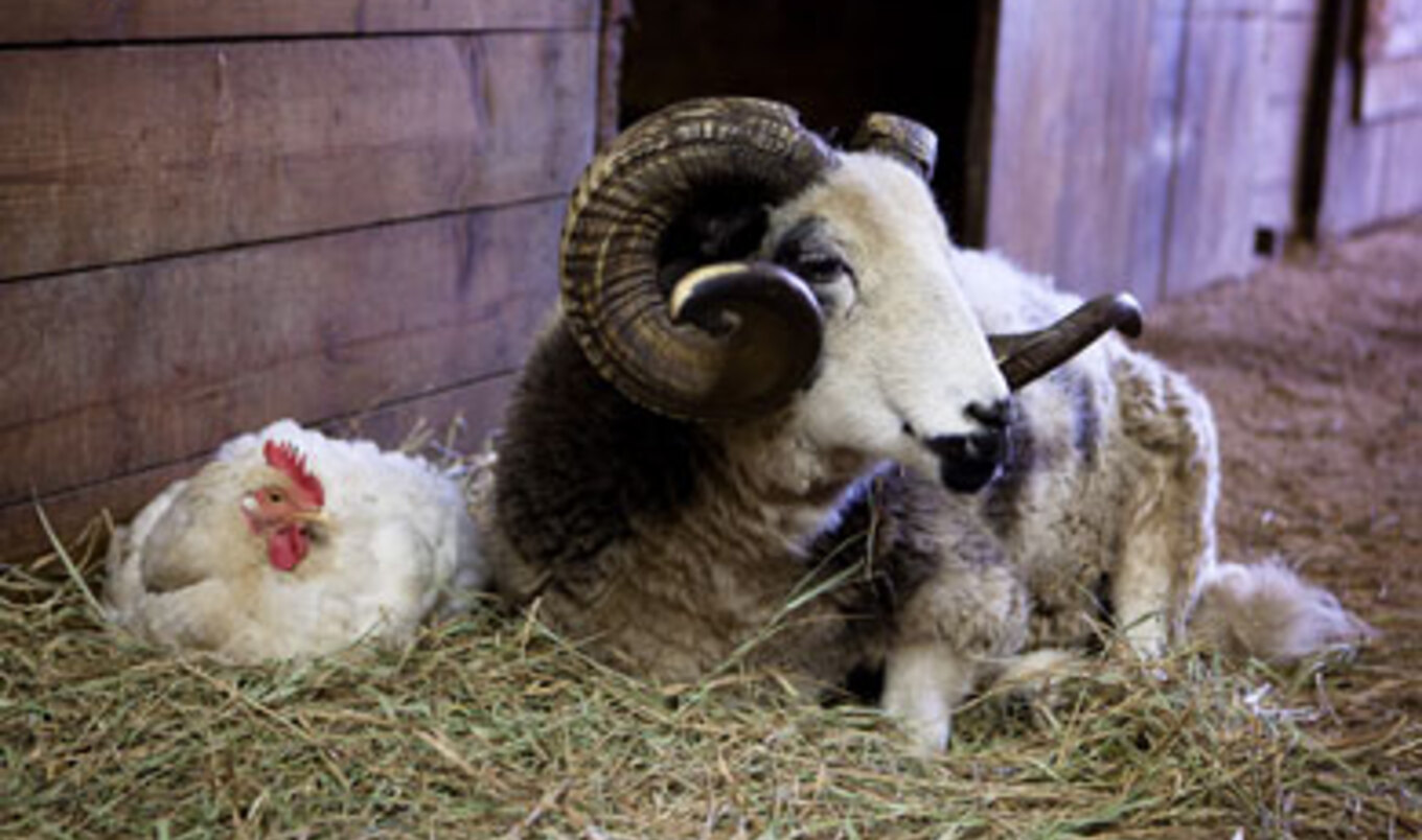 Meet 4 Happy Rescues from Catskill Animal Sanctuary