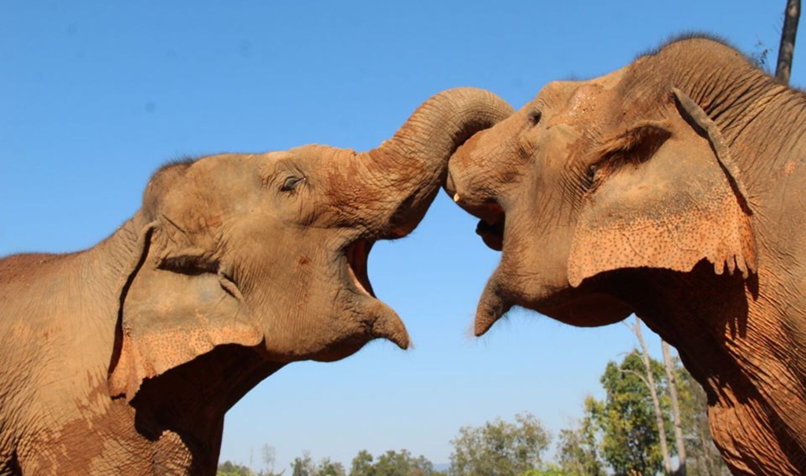 Zoos Urged to Send Elephants to Sanctuaries to Stop Spread of Diseases