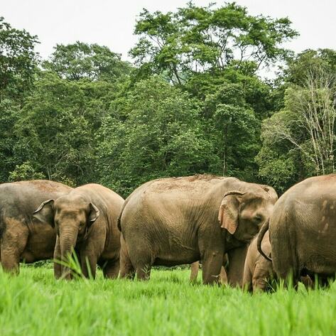 How Volunteering at an Elephant Sanctuary Changed Me Forever 