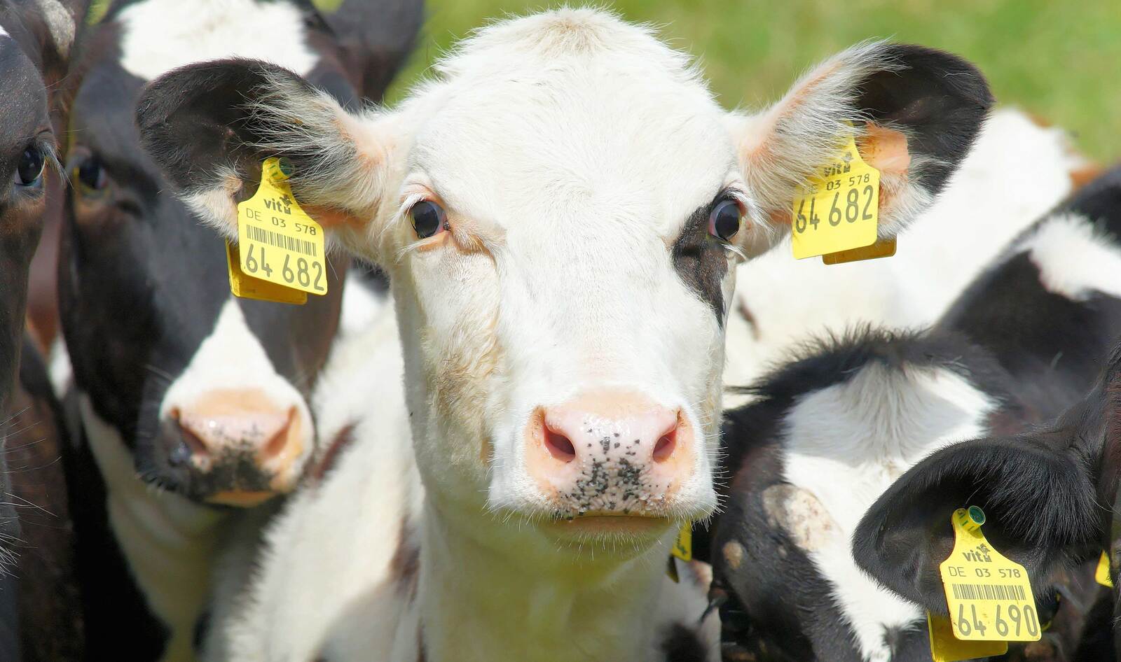 Food Advocacy Group Grants $4 Million to Researchers Working on Animal-Free Meat Innovations&nbsp;