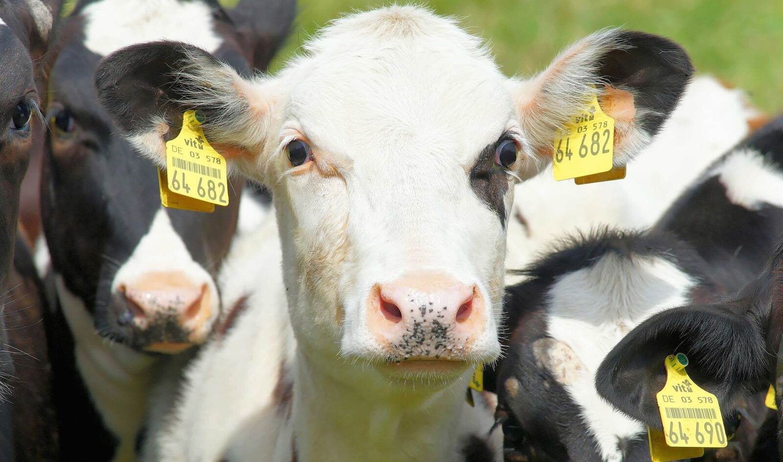 Food Advocacy Group Grants $4 Million to Researchers Working on Animal-Free Meat Innovations | VegNews Food Advocacy Group Grants $4 Million to Researchers Working on Animal-Free Meat Innovations | VegNews