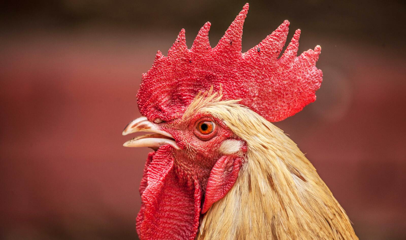 Sanctuary Sues Wisconsin City to End Cruel “Pioneer Day Chicken Toss”