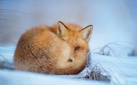 Juicy Couture, Jones New York, and Kenneth Cole All Ban Fur