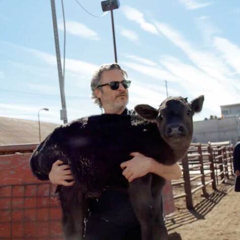 Joaquin Phoenix Urges Everyone to Adopt a Mother Cow for Mother’s Day
