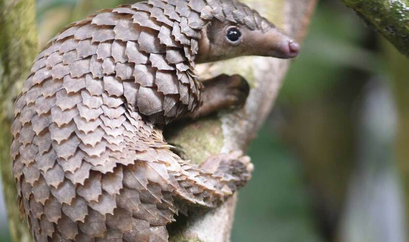 China Permanently Bans Consumption Of Wild Animals Vegnews