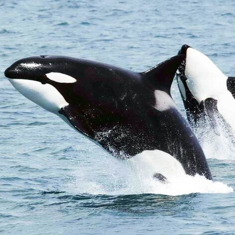 Canada Plans to Release Captive Whales to New Home at Nova Scotia Sanctuary