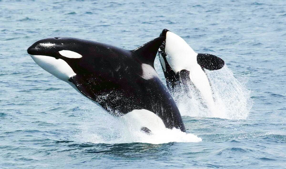 カナダでクジラを守る活動がスタートしています 海外ヴィーガンニュース 9割ヴィーガンの生活 カナダでクジラを守る活動がスタートしています 海外ヴィーガンニュース 9割ヴィーガンの生活