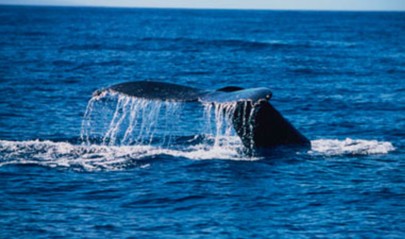 Japan Whale Meat Consumption Hits 15-Year Low