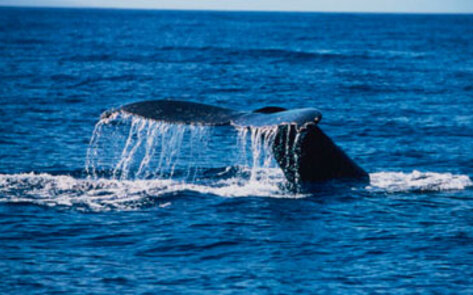 Scientists Condemn Whaling
