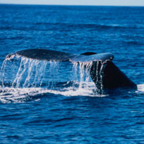 Japan Whale Meat Consumption Hits 15-Year Low