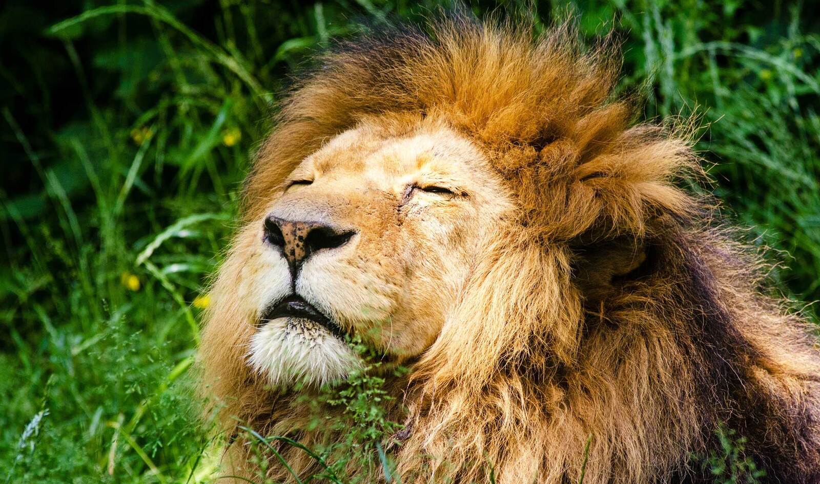 California May Become First State to Ban Possession of Animal “Trophies”