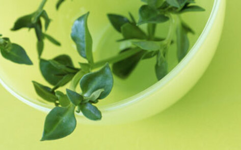 Natural Cold Remedies