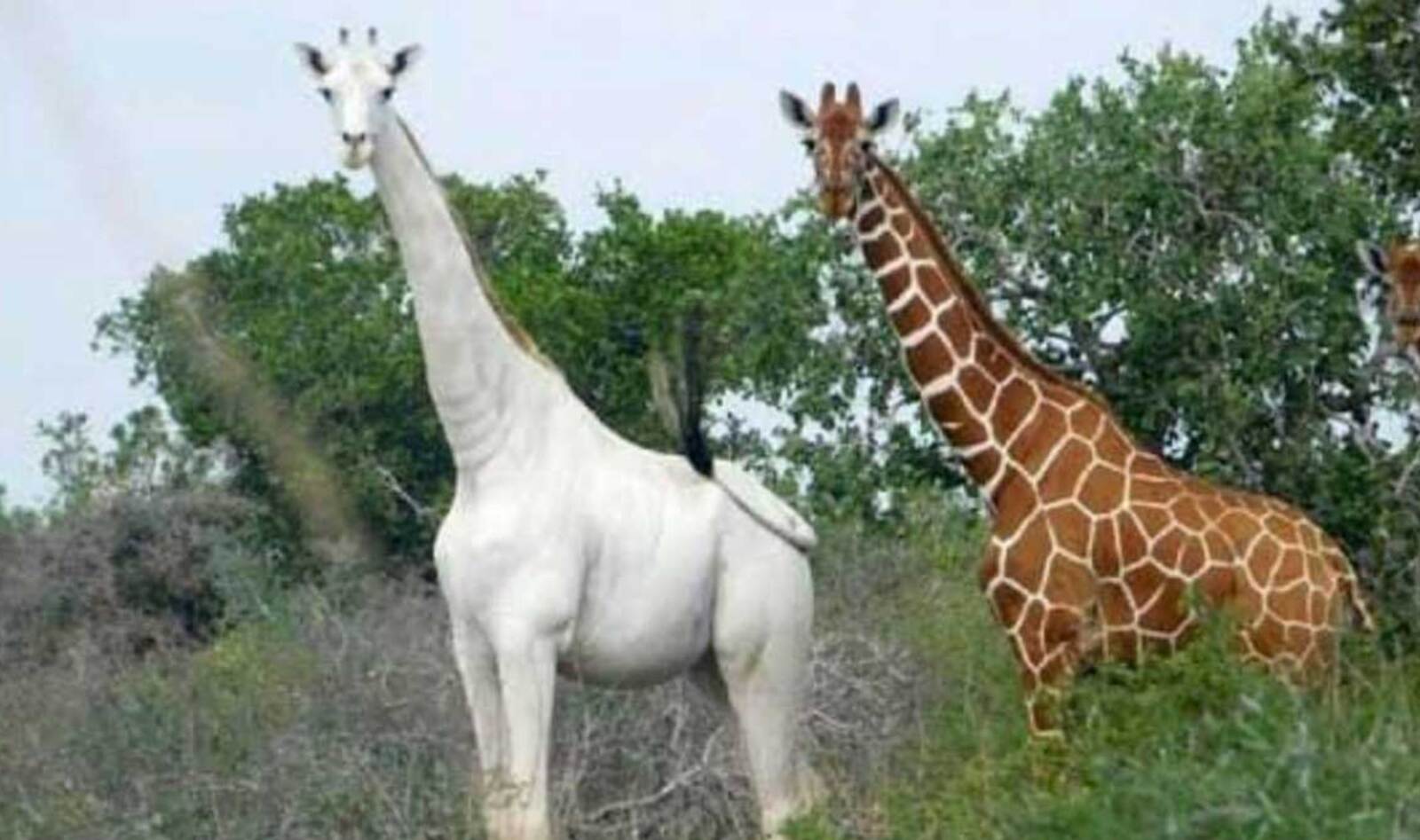 Poachers Kill Two Rare White Giraffes, Only One Now Left in the Wild