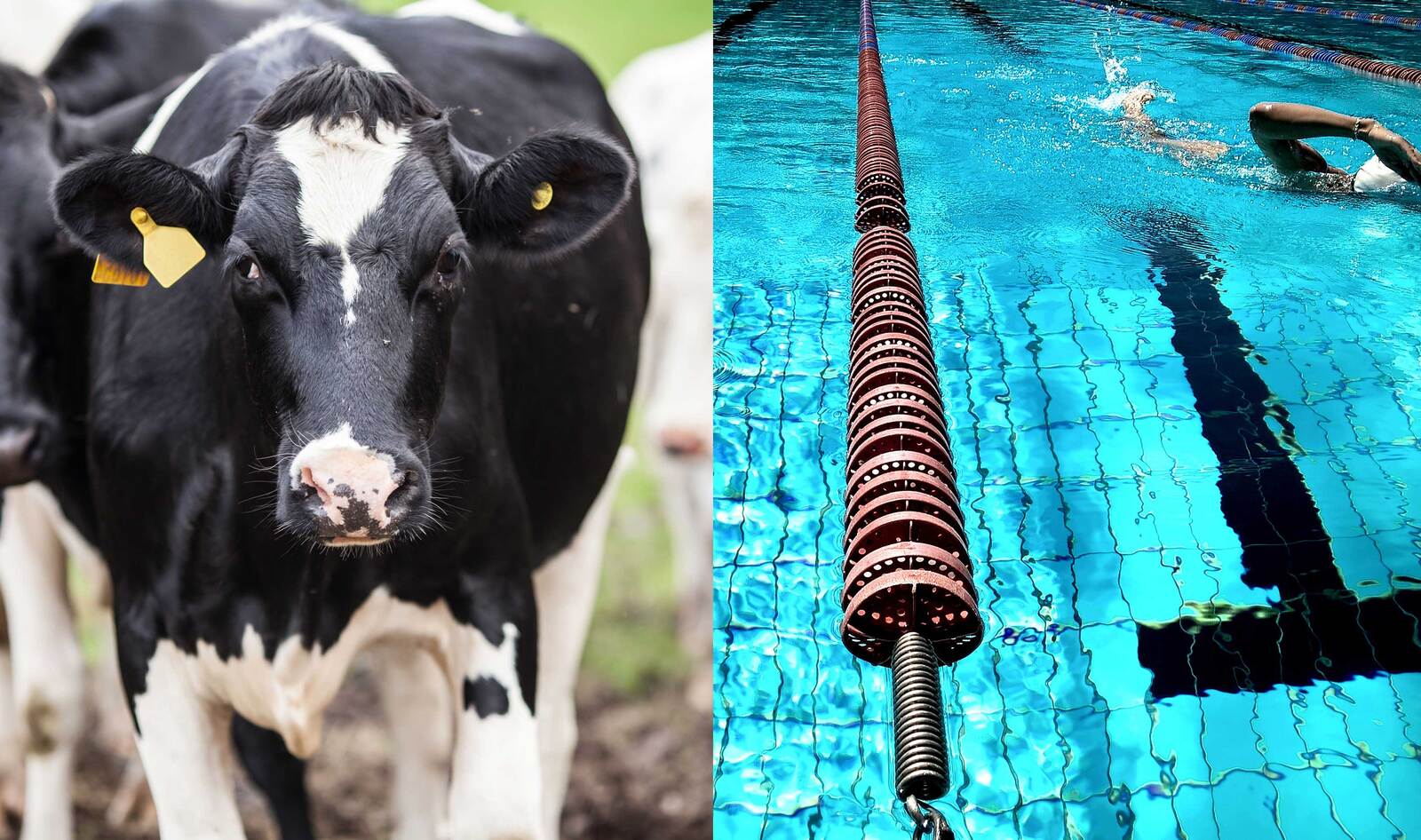 “World MeatOut Day” Could Save the Water Equivalent of 5 Million Olympic-Sized Swimming Pools