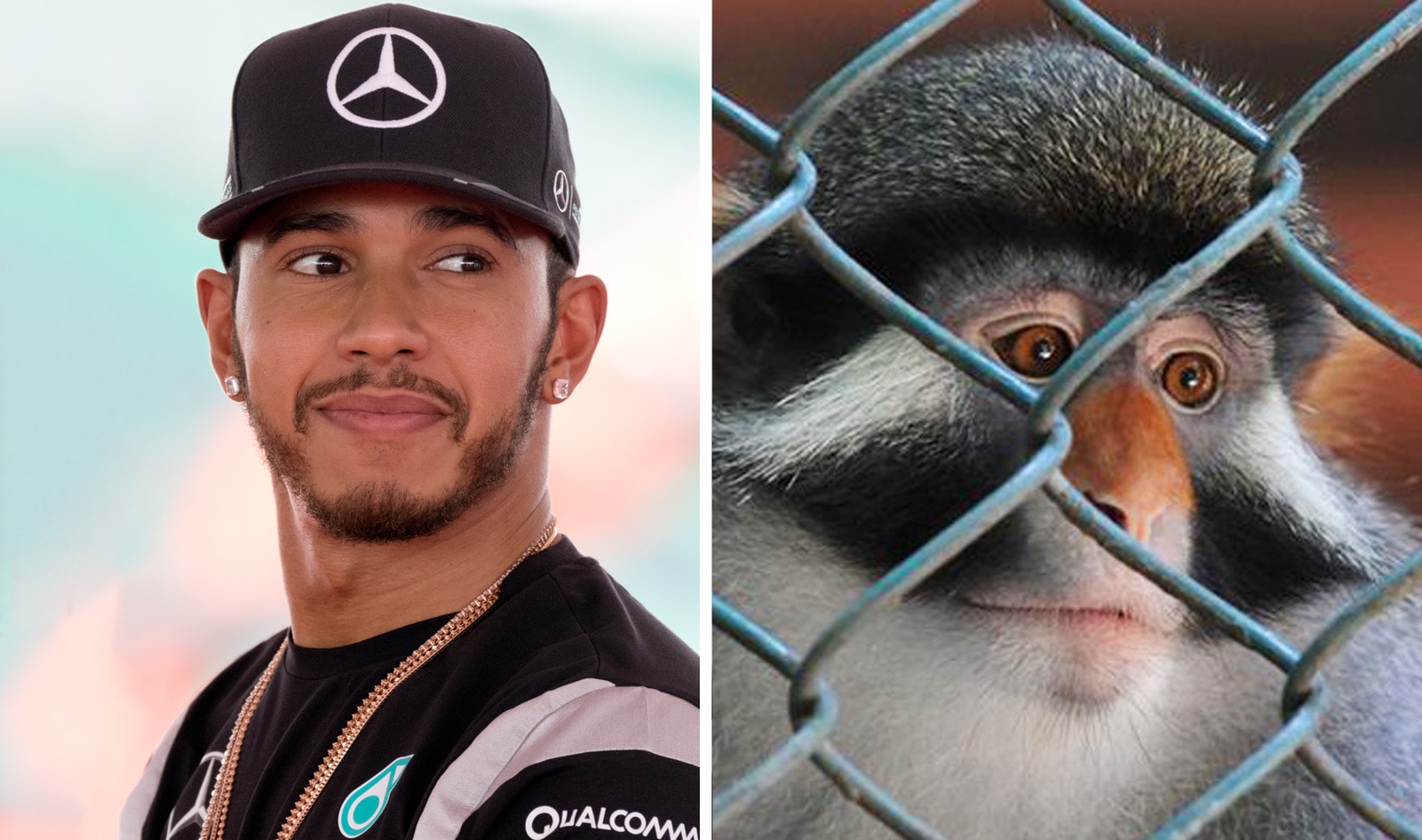 Lewis Hamilton Urges Fans to Make Connection Between COVID-19 Isolation and Zoo Animal Suffering