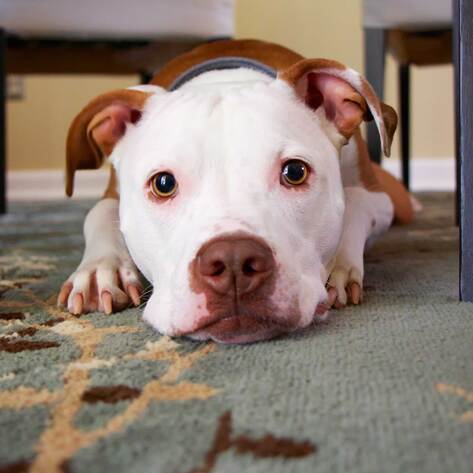 New York City Dog and Cat Shelters Empty as People Foster While Staying at Home