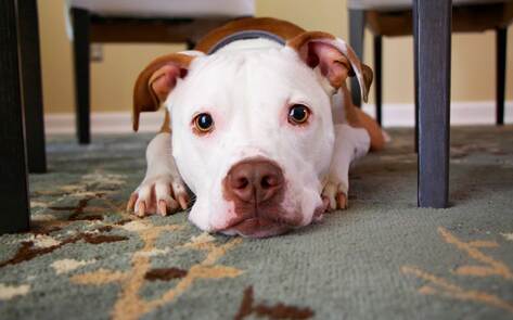 New York City Dog and Cat Shelters Empty as People Foster While Staying at Home
