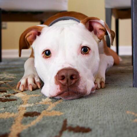 The Truth About Craigslist's 'Free' Animals