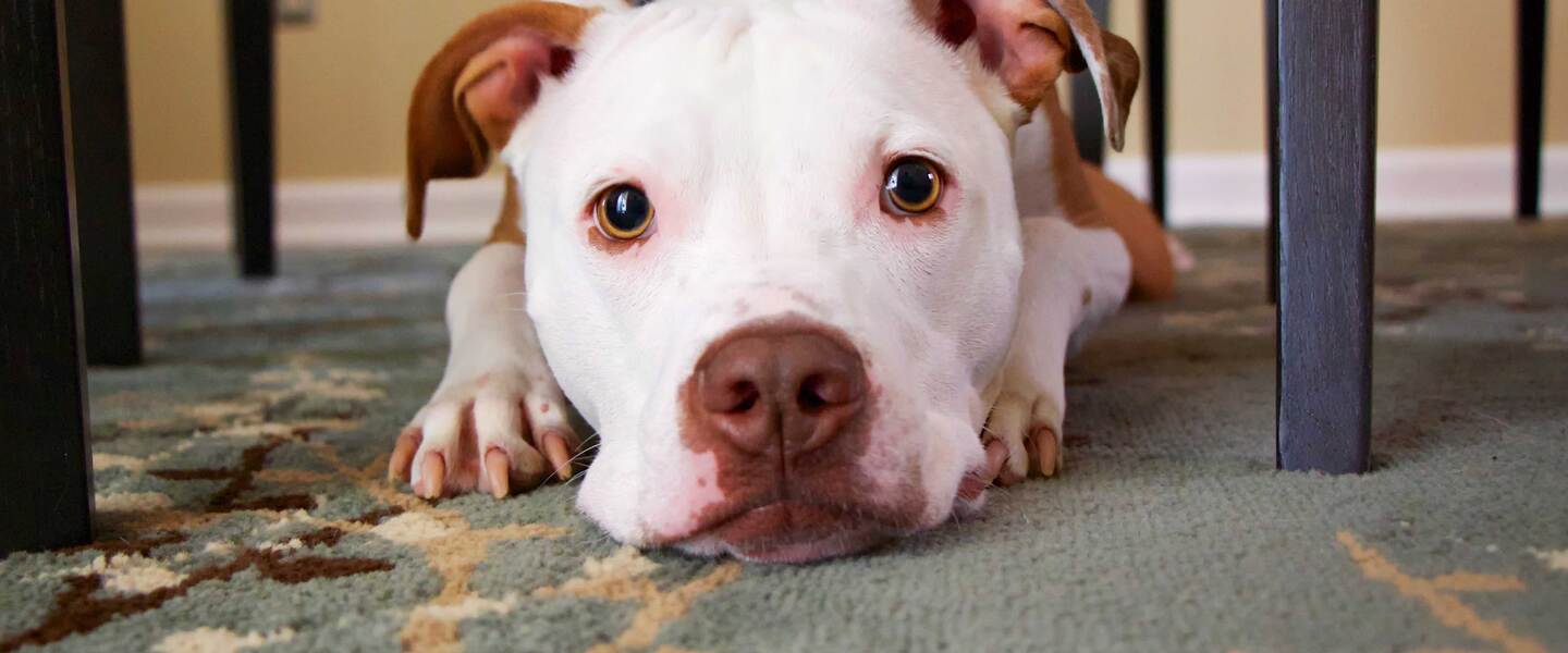 The Truth About Craigslist's 'Free' Animals