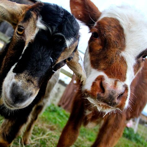 Pennsylvania Animal Sanctuary Goes Digital to Allow Supporters to Connect With Animals From Home