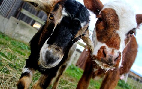 Pennsylvania Animal Sanctuary Goes Digital to Allow Supporters to Connect With Animals From Home