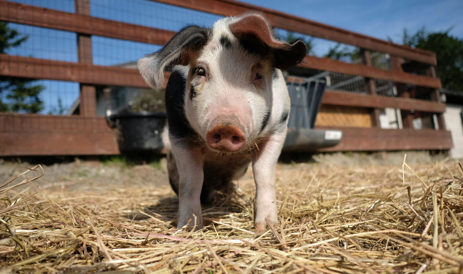 You Can Now Have a Zoom Meeting With Rescued Farmed Animals | VegNews