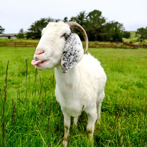 You Can Now Have a Zoom Meeting With Rescued Farmed Animals&nbsp;