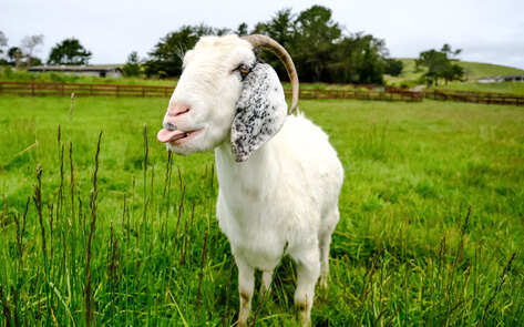 VegNews.SweetFarmJuno