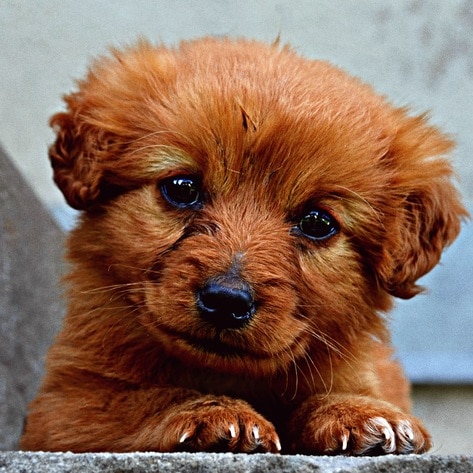 Family Foundation Donates $1 Million to Support Animal Shelters During Pandemic 