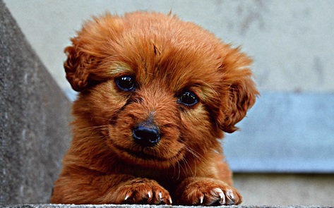 Family Foundation Donates $1 Million to Support Animal Shelters During Pandemic 