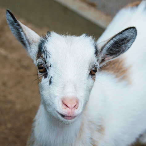 “Ethical” Farm Shutters, Refuses to Let Sanctuaries Rescue 200 Animals