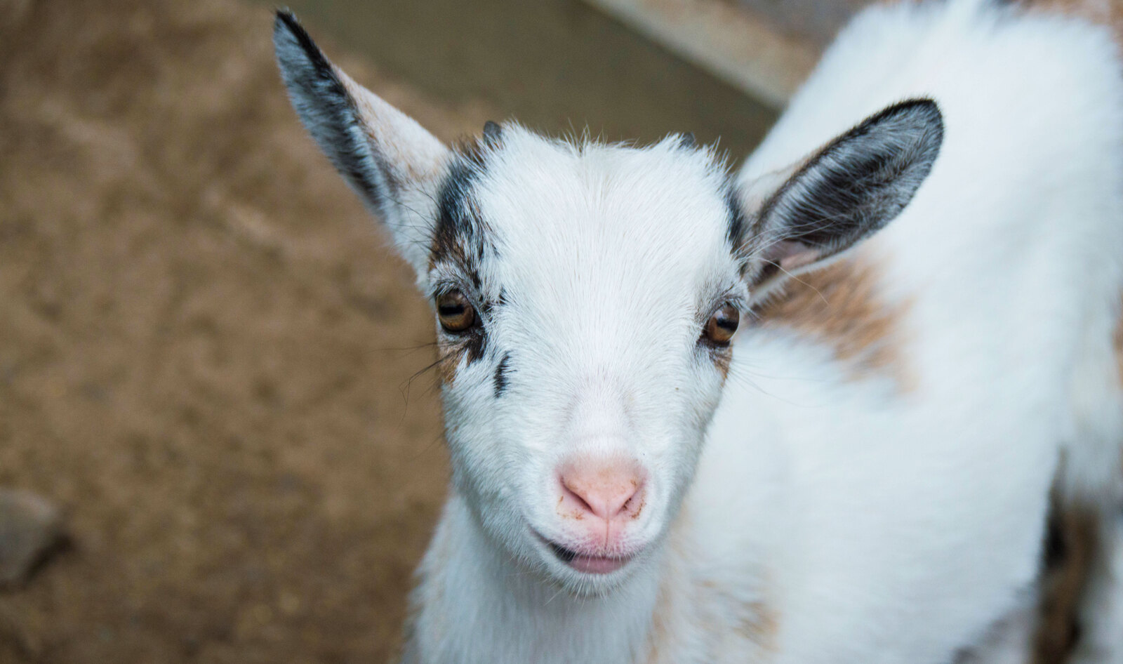 “Ethical” Farm Shutters, Refuses to Let Sanctuaries Rescue 200 Animals