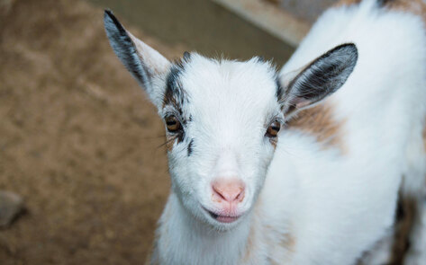 “Ethical” Farm Shutters, Refuses to Let Sanctuaries Rescue 200 Animals