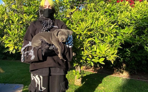 Billie Eilish Adopts Pit Bull Puppy She Was Fostering During Quarantine 