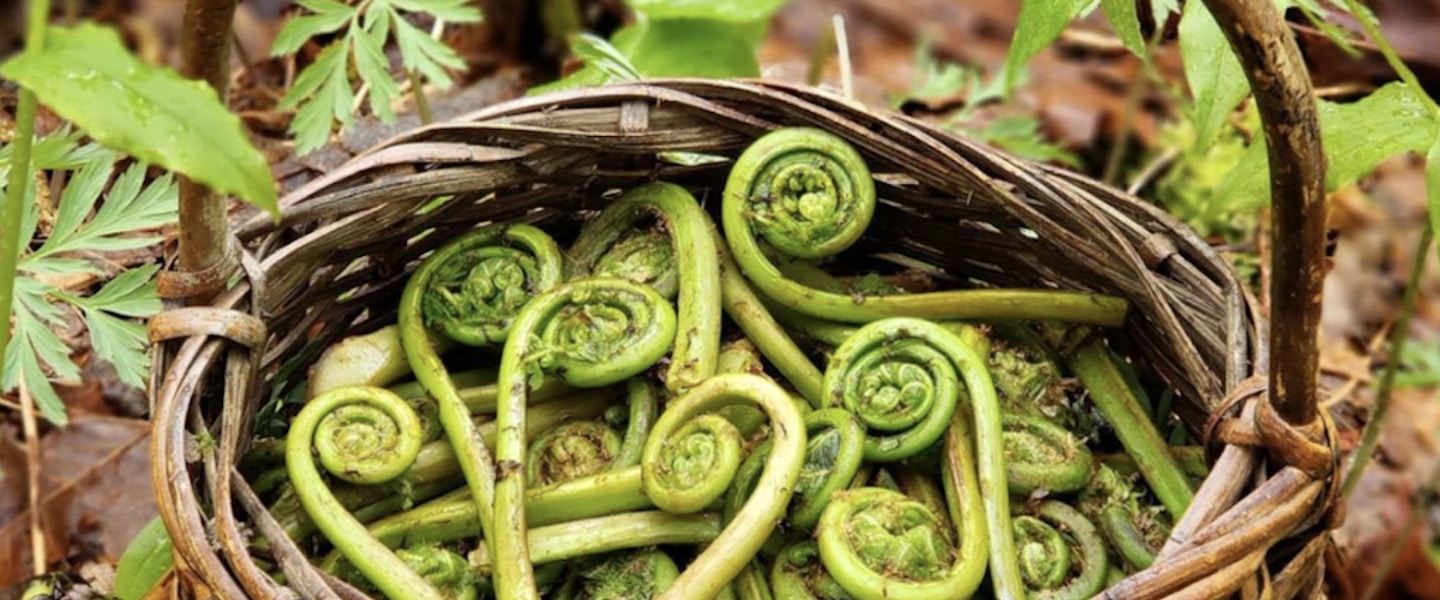 Vegan Backyard Foraging: 7 Simple Steps to Start Today