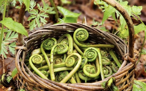 Vegan Backyard Foraging: 7 Simple Steps to Start Today