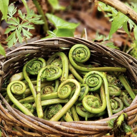 Vegan Backyard Foraging: 7 Simple Steps to Start Today