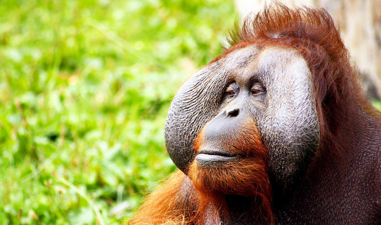 The Orangutan Project Demands End to Wildlife Trade to Stop Future Pandemics