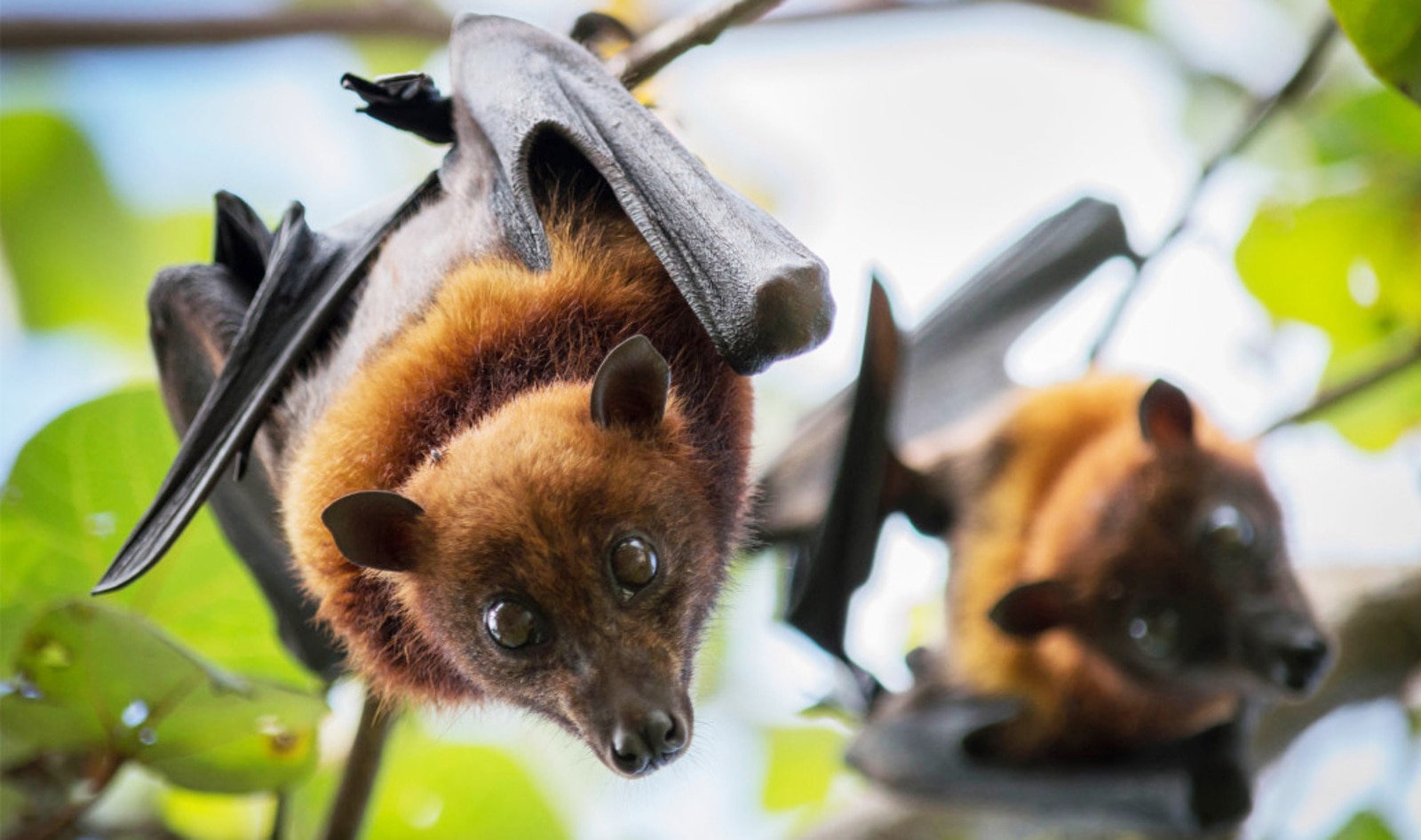 Beijing Bans Consumption of Wild Animals | VegNews Beijing Bans Consumption of Wild Animals | VegNews