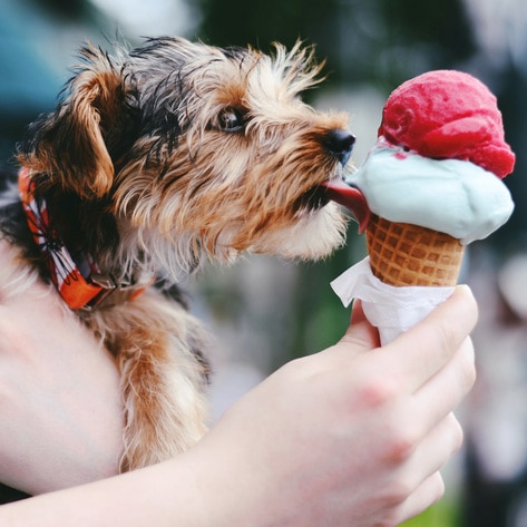 Amsterdam Yoga Studio Transforms Into Vegan Ice Cream Shop for Summer 