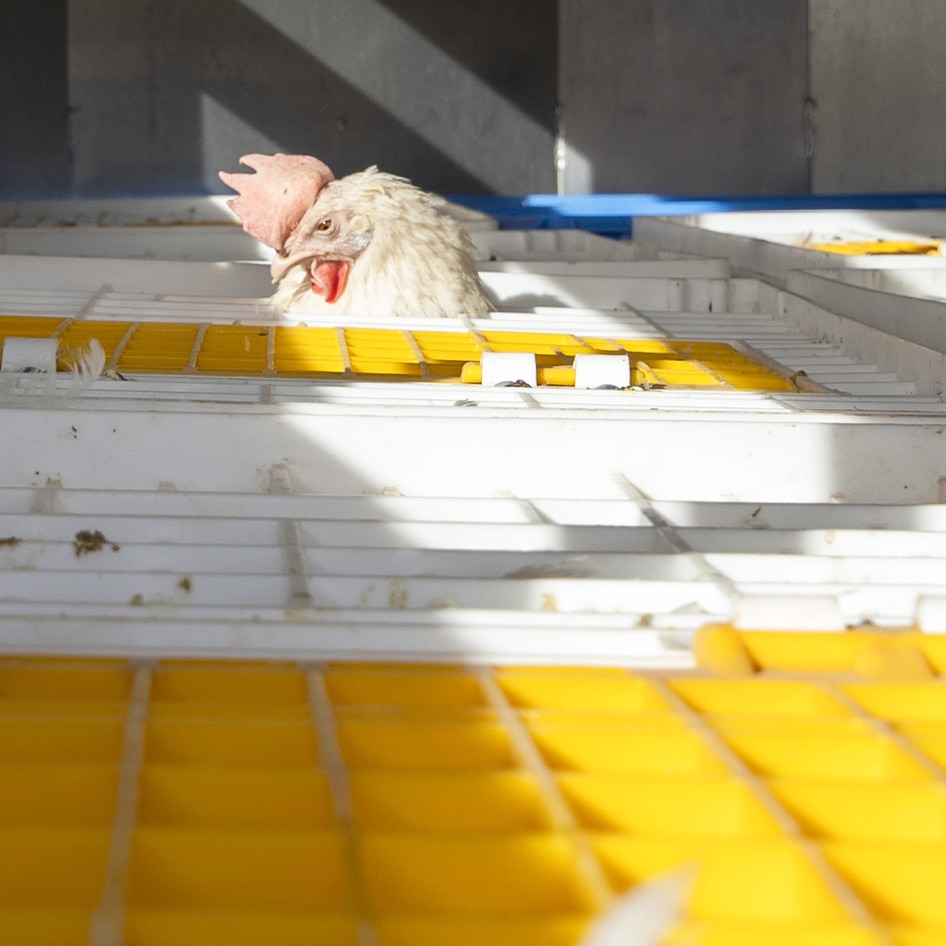 Animal Sanctuary Rescues 1,000 Chickens From Egg Farm Struggling During COVID-19